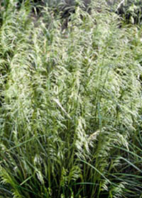 Deschampsia cespitosa 'Pixie Fountain'